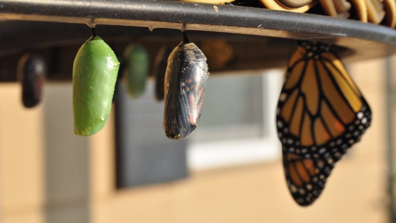 From a chrysalis to a butterfly.